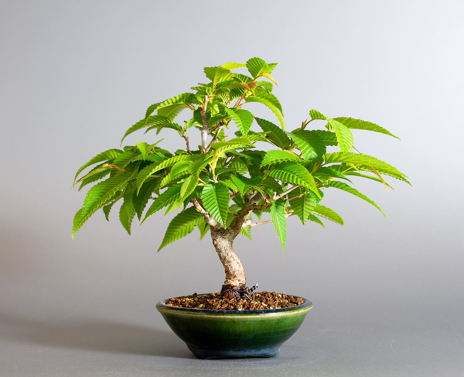 カナシデ-E1（かなしで・金四手）雑木盆栽を裏側から見た景色・Carpinus japonica bonsai