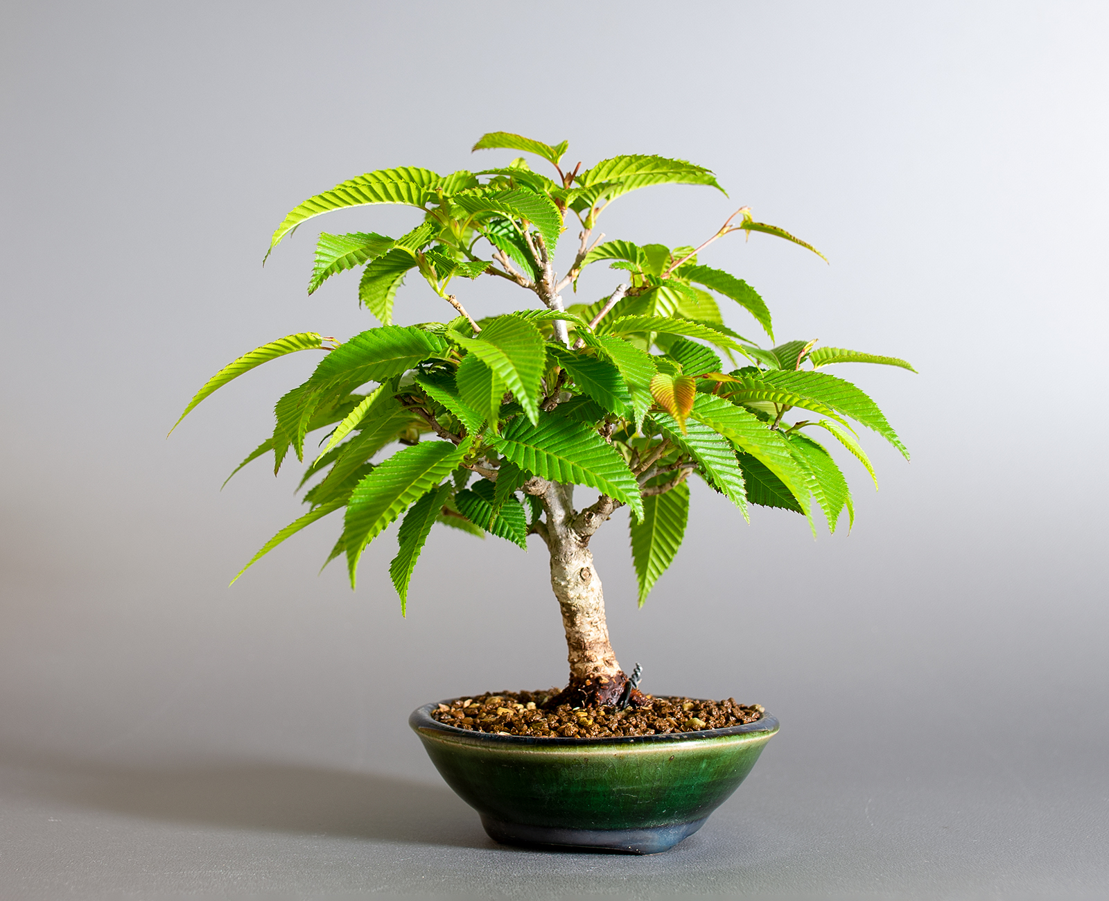 カナシデ-E1（かなしで・金四手）雑木盆栽を右側から見た景色・Carpinus japonica bonsai