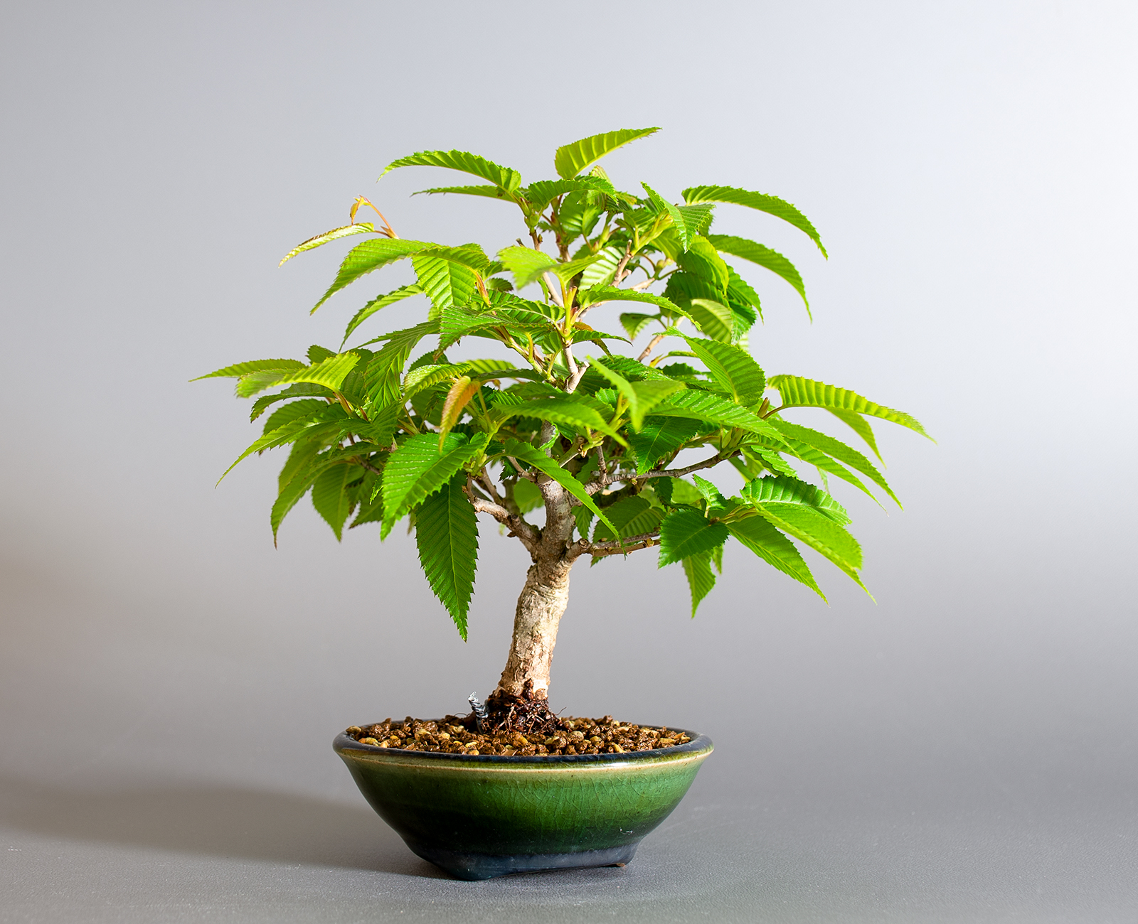 カナシデ-E1（かなしで・金四手）雑木盆栽を左側から見た景色・Carpinus japonica bonsai