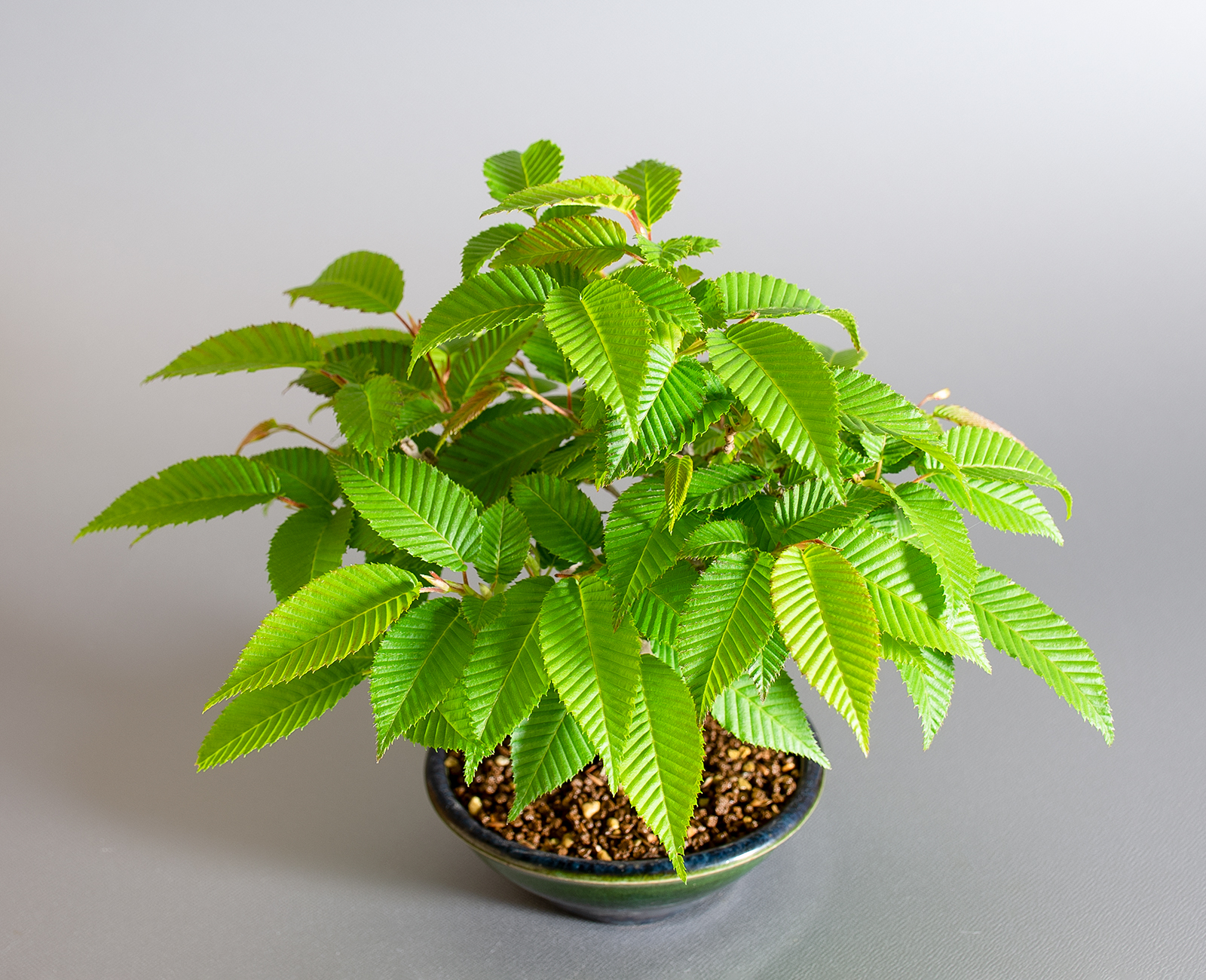 カナシデ-E1（かなしで・金四手）雑木盆栽を別側から見た景色・Carpinus japonica bonsai