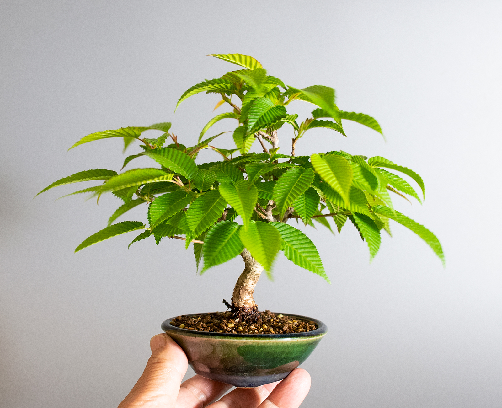 カナシデ-E1（かなしで・金四手）雑木盆栽の手乗りの景色・Carpinus japonica bonsai