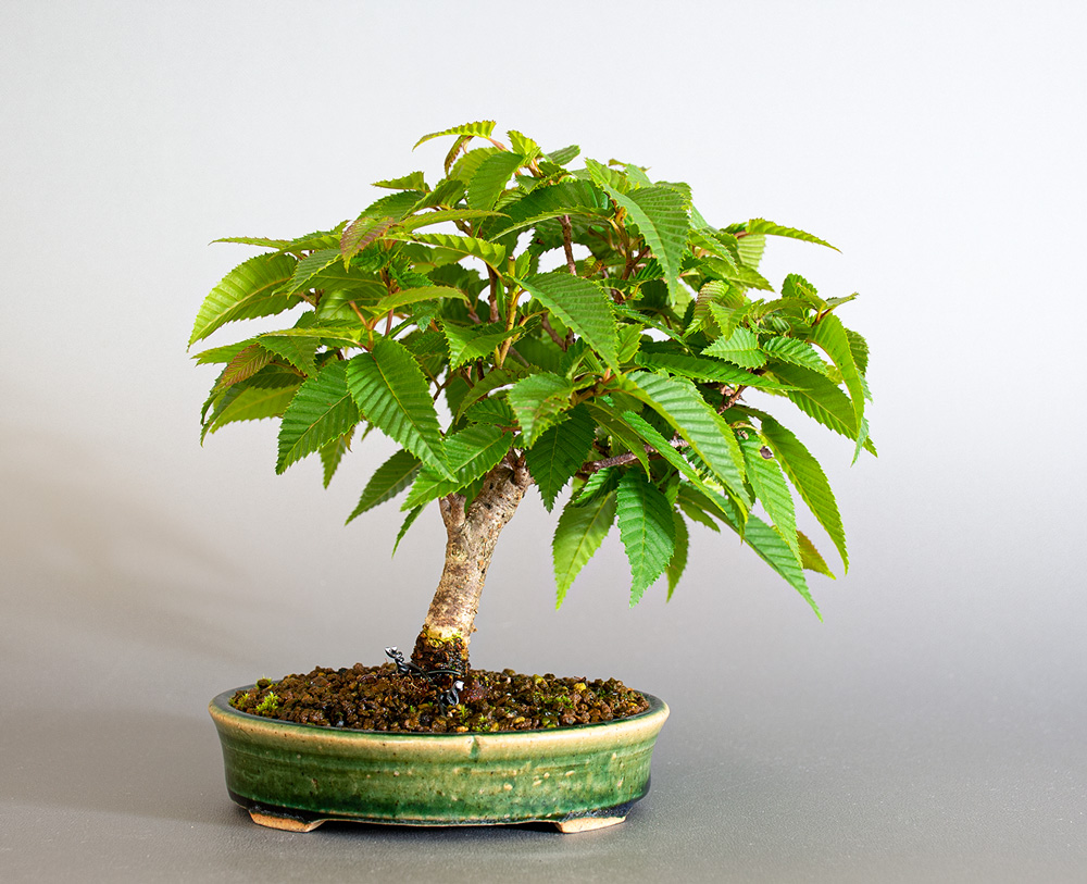 カナシデ-F1（かなしで・金四手）雑木盆栽を裏側から見た景色・Carpinus japonica bonsai