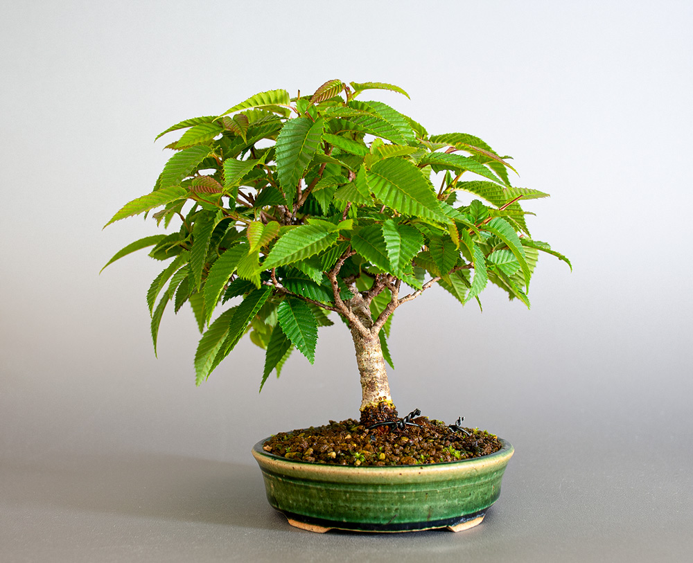 カナシデ-F1（かなしで・金四手）雑木盆栽を右側から見た景色・Carpinus japonica bonsai