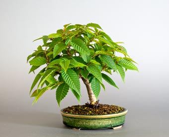 カナシデ-F1（かなしで・金四手）クマシデ（くましで・熊四手）盆栽の樹作りの参考樹形・Carpinus japonica Best bonsai