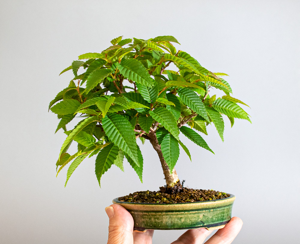 カナシデ-F1（かなしで・金四手）雑木盆栽の手乗りの景色・Carpinus japonica bonsai