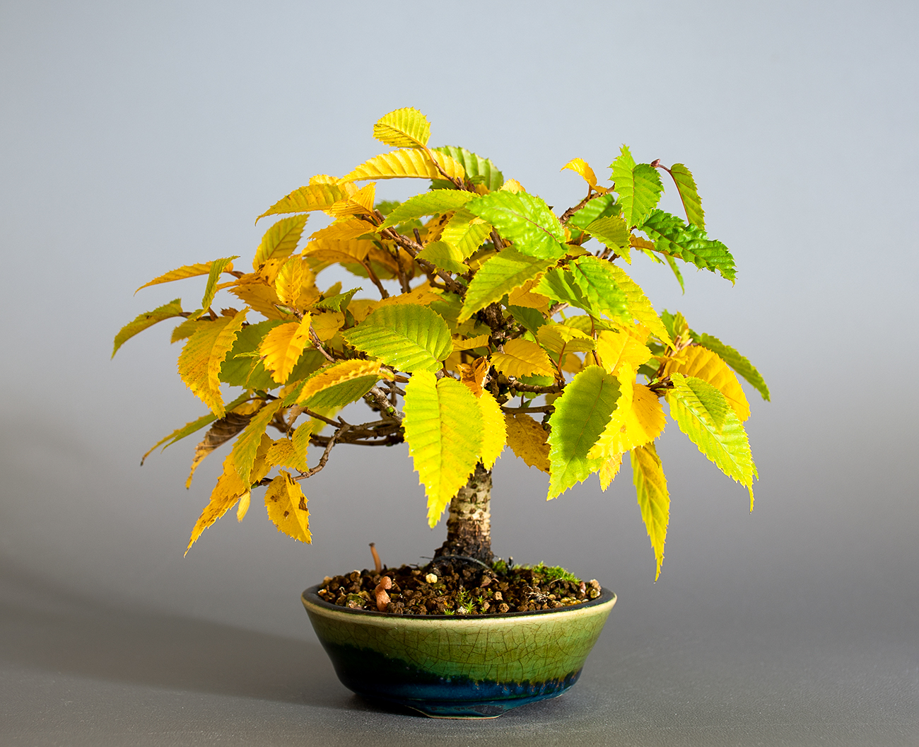 カナシデ-G1（かなしで・金四手）雑木盆栽の販売と育て方・作り方・Carpinus japonica bonsai