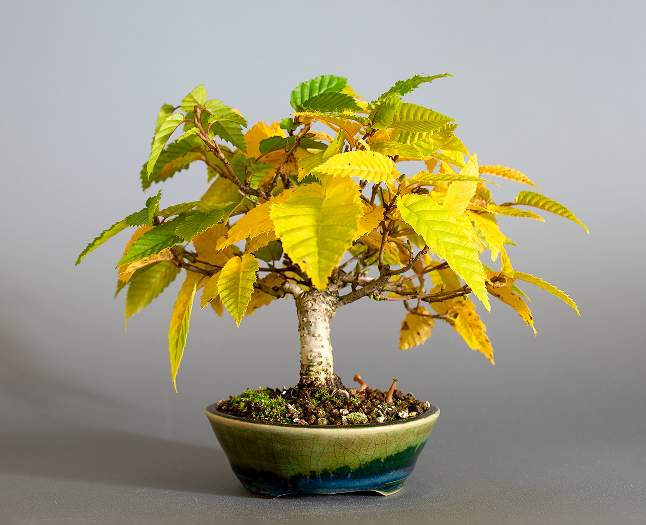 カナシデ-G1（かなしで・金四手）雑木盆栽を裏側から見た景色・Carpinus japonica bonsai