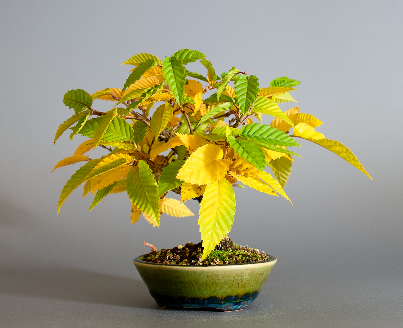 カナシデ-G1（かなしで・金四手）雑木盆栽を右側から見た景色・Carpinus japonica bonsai