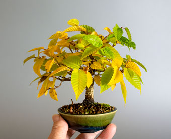 カナシデ-G1（かなしで・金四手）クマシデ（くましで・熊四手）盆栽の樹作りの参考樹形・Carpinus japonica Best bonsai