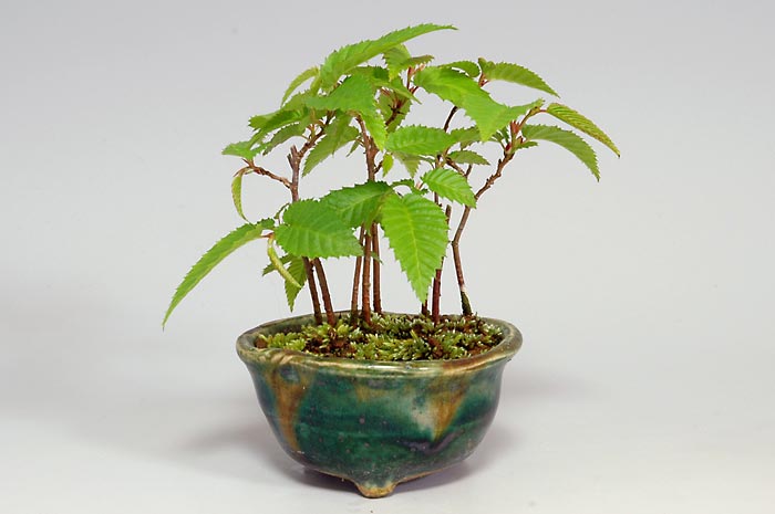 カナシデH（かなしで・金四手）雑木盆栽の販売と育て方・作り方・Carpinus japonica bonsai