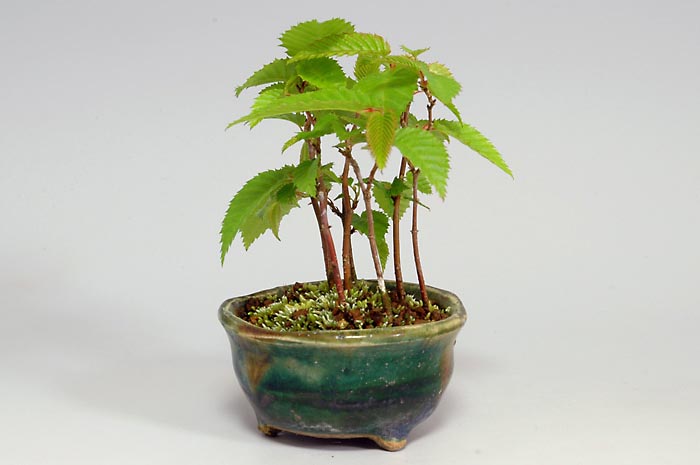 カナシデH（かなしで・金四手）雑木盆栽を右側から見た景色・Carpinus japonica bonsai