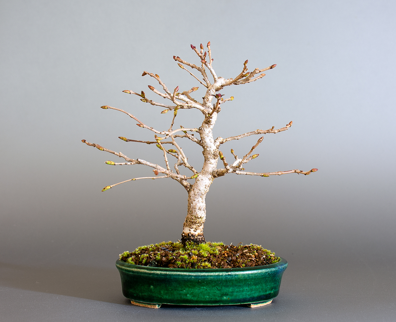 カナシデ-H1（かなしで・金四手）雑木盆栽の販売と育て方・作り方・Carpinus japonica bonsai