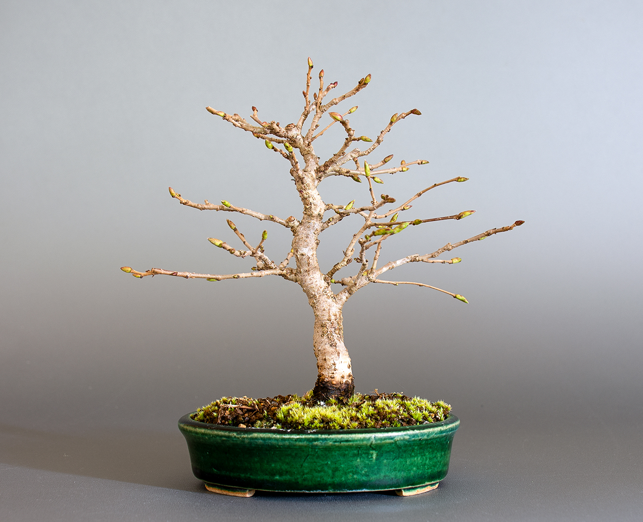 カナシデ-H1（かなしで・金四手）雑木盆栽を裏側から見た景色・Carpinus japonica bonsai