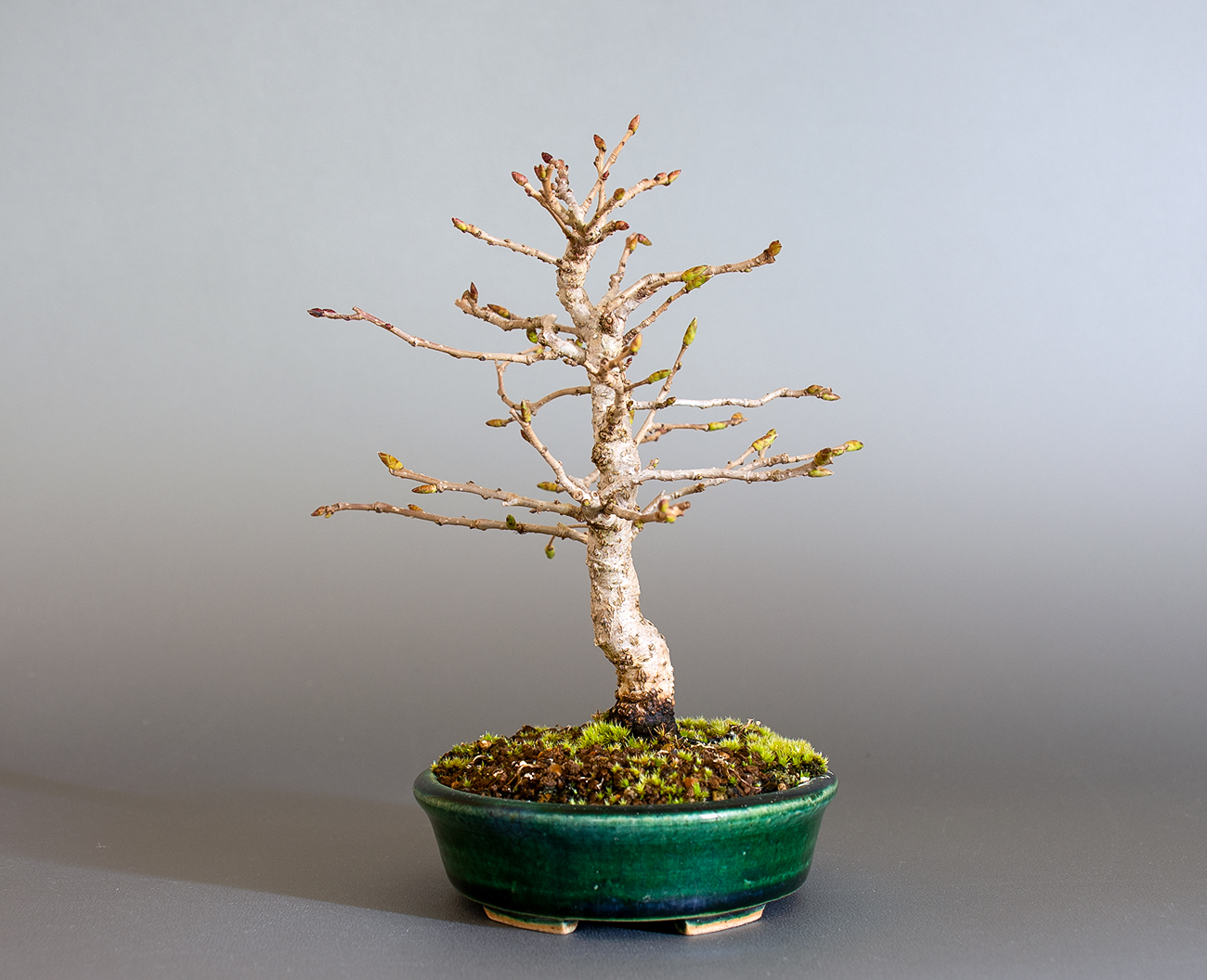 カナシデ-H1（かなしで・金四手）雑木盆栽を右側から見た景色・Carpinus japonica bonsai