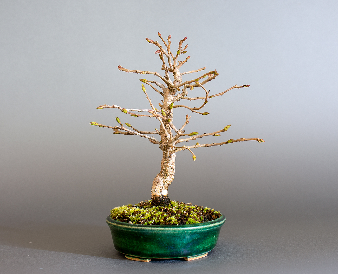 カナシデ-H1（かなしで・金四手）雑木盆栽を左側から見た景色・Carpinus japonica bonsai