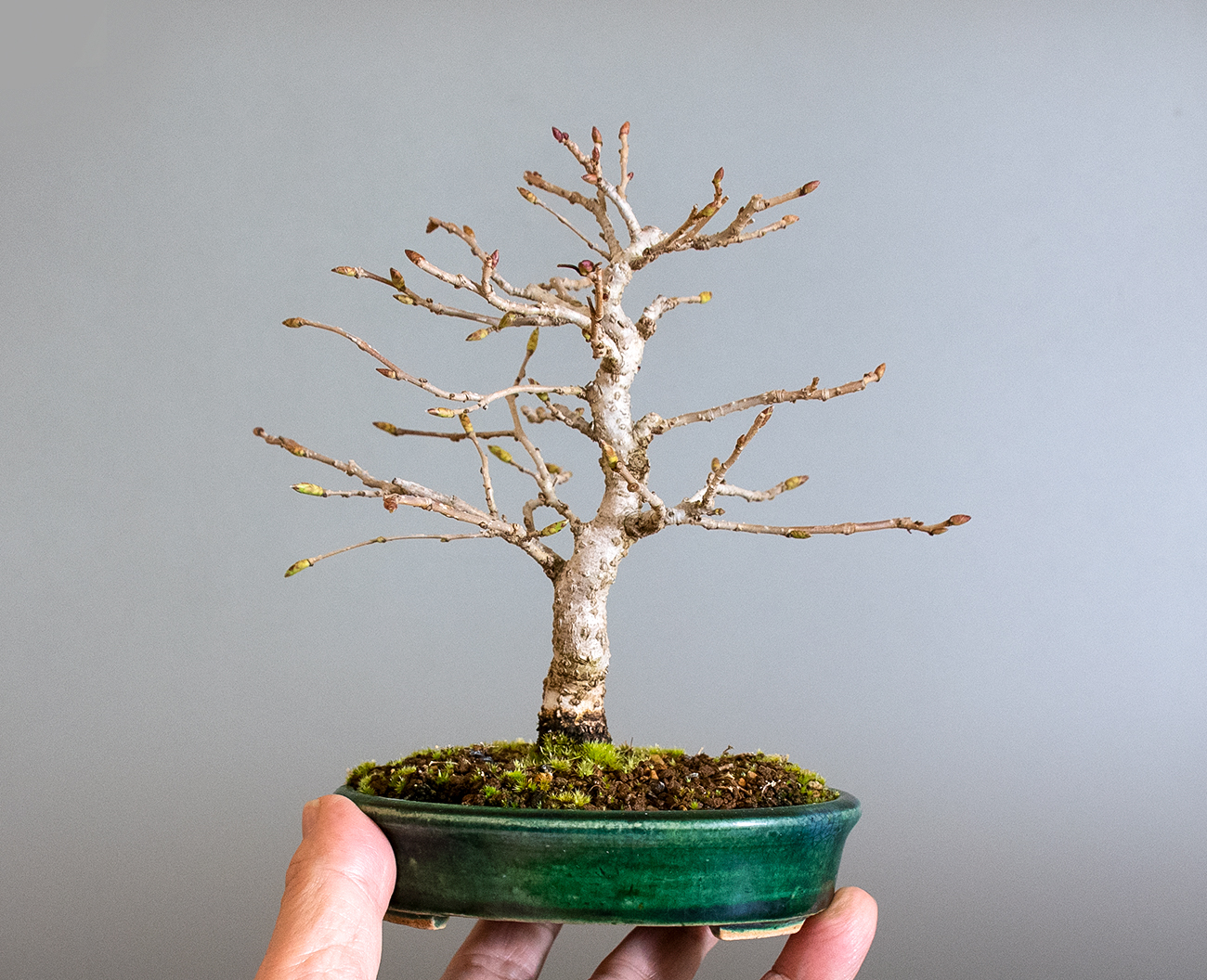 カナシデ-H1（かなしで・金四手）雑木盆栽の手乗りの景色・Carpinus japonica bonsai