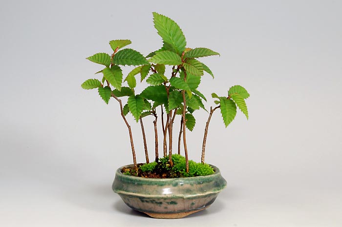 カナシデ盆栽（かなしで・金四手）クマシデ（くましで・熊四手）クマシデ（くましで・熊四手）ミニ盆栽の今と過去の成長記録と育て方・手入れ・剪定・植え替え・Carpinus japonica bonsai photo