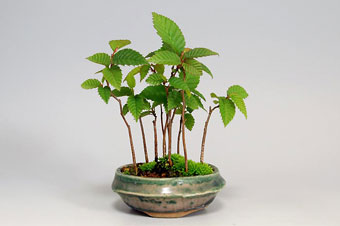 カナシデ-J（かなしで・金四手）クマシデ（くましで・熊四手）盆栽の樹作りの参考樹形・Carpinus japonica Best bonsai