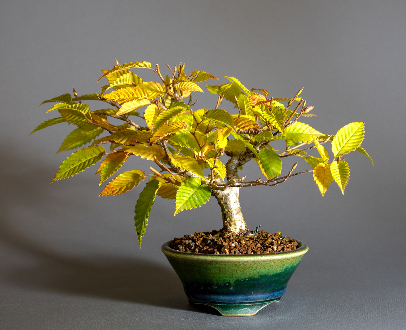 カナシデ-J1（かなしで・金四手）雑木盆栽の販売と育て方・作り方・Carpinus japonica bonsai