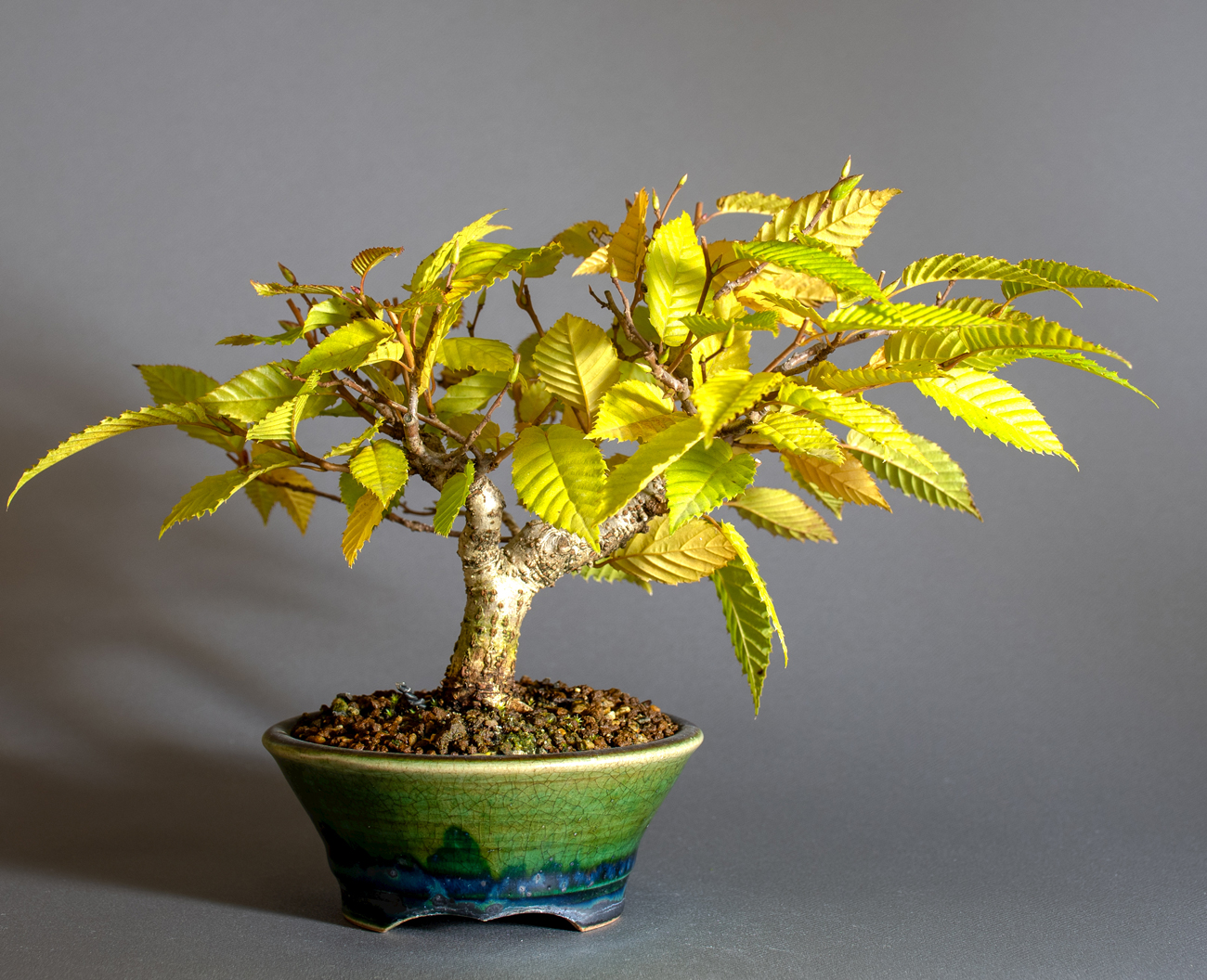 カナシデ-J1（かなしで・金四手）雑木盆栽を裏側から見た景色・Carpinus japonica bonsai