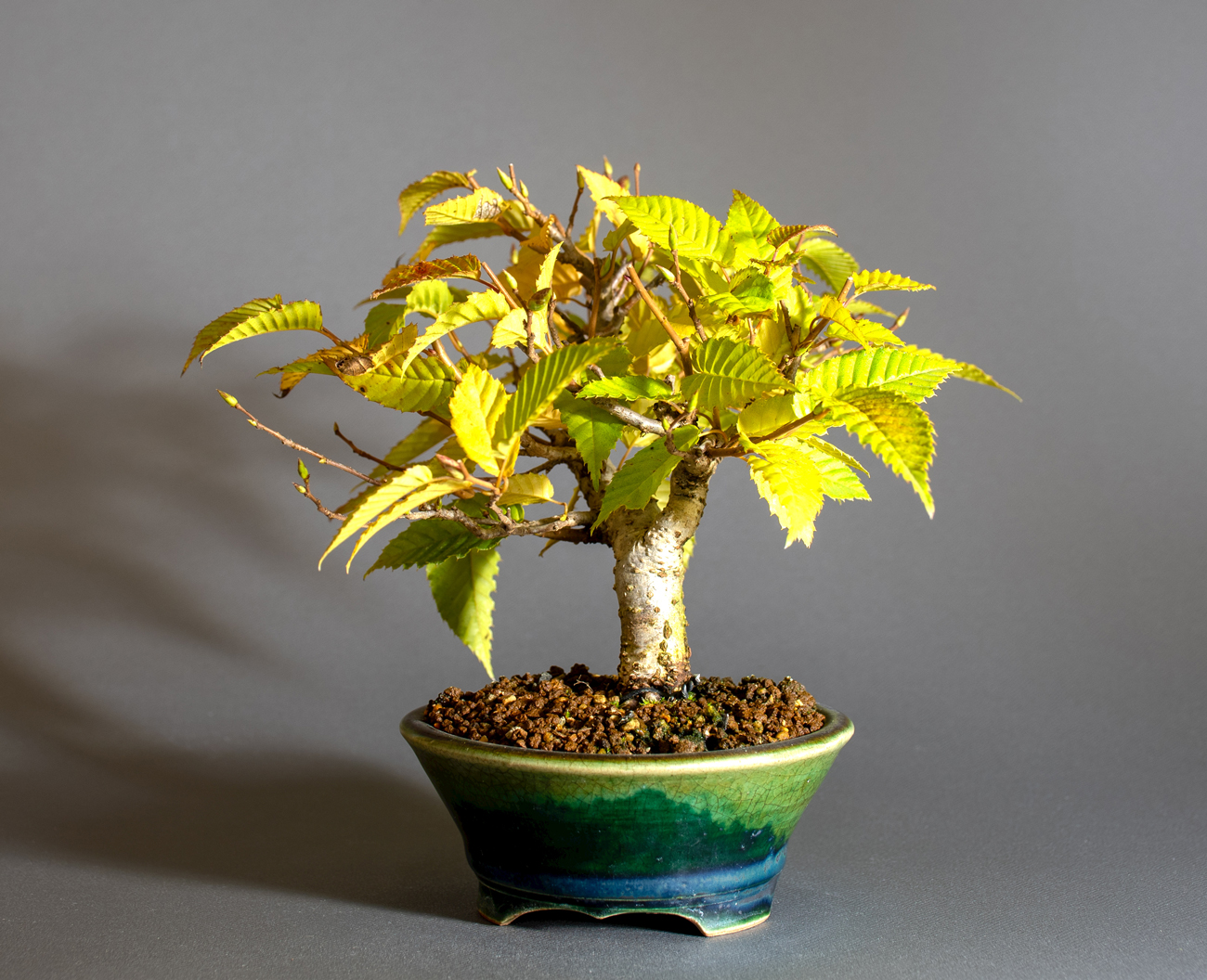 カナシデ-J1（かなしで・金四手）雑木盆栽を右側から見た景色・Carpinus japonica bonsai