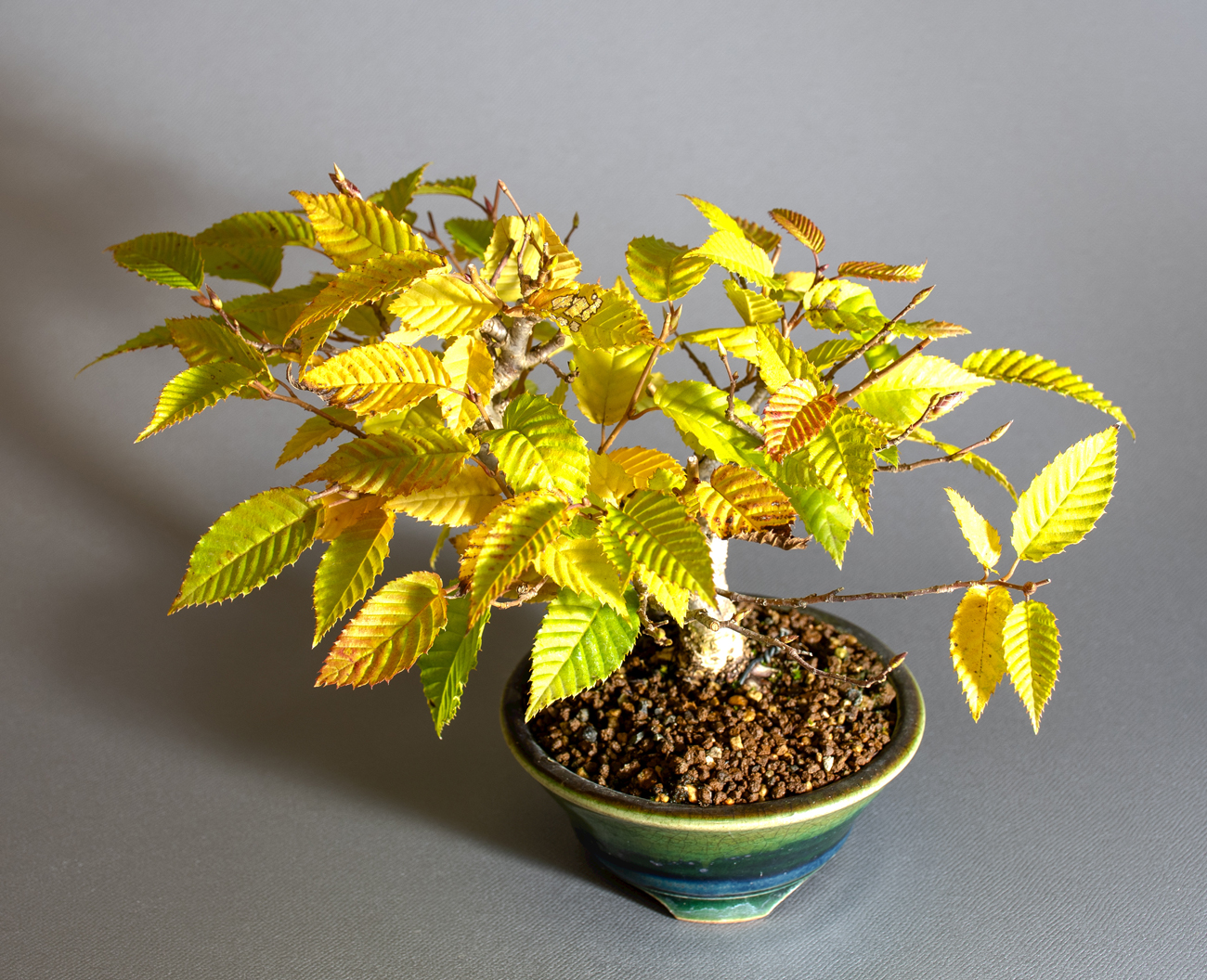 カナシデ-J1（かなしで・金四手）雑木盆栽を上側から見た景色・Carpinus japonica bonsai