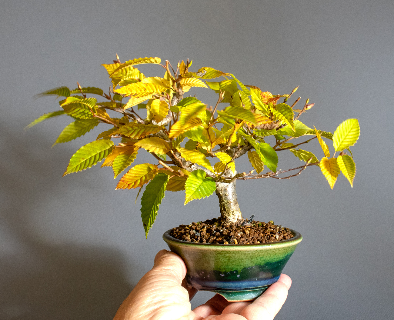 カナシデ-J1（かなしで・金四手）雑木盆栽の手乗りの景色・Carpinus japonica bonsai