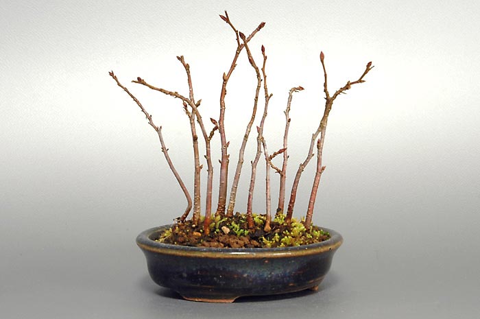 カナシデK（かなしで・金四手）雑木盆栽の販売と育て方・作り方・Carpinus japonica bonsai