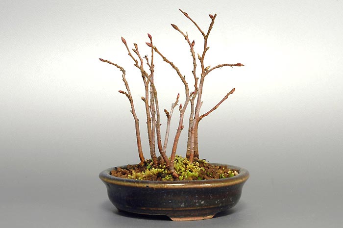 カナシデK（かなしで・金四手）雑木盆栽を右側から見た景色・Carpinus japonica bonsai