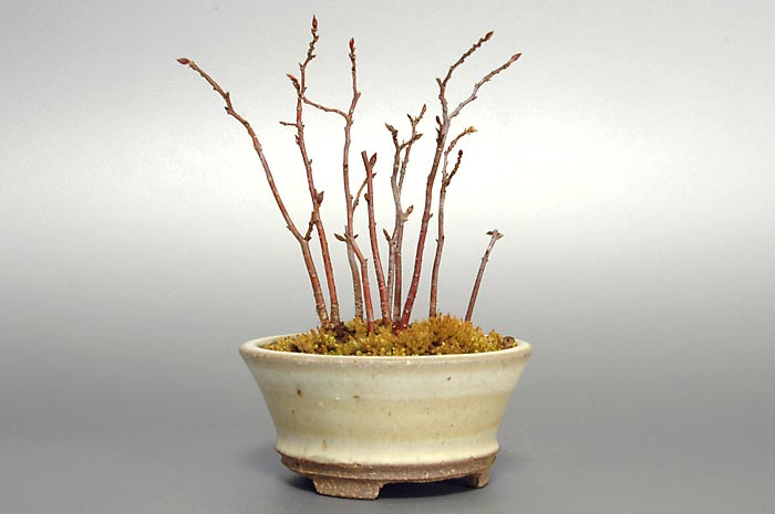 カナシデ-M（かなしで・金四手）雑木盆栽の販売と育て方・作り方・Carpinus japonica bonsai
