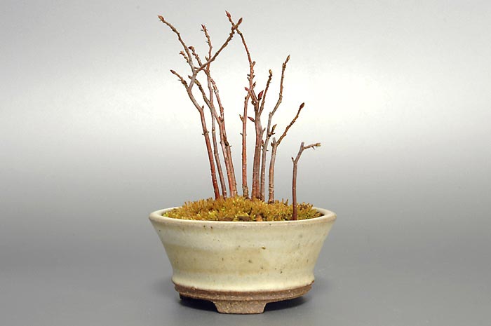 カナシデ-M（かなしで・金四手）雑木盆栽を右側から見た景色・Carpinus japonica bonsai