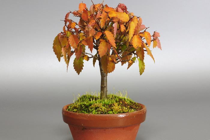 ケヤキ-A1（けやき・欅）雑木盆栽を裏側から見た景色・Zelkova serrata bonsai