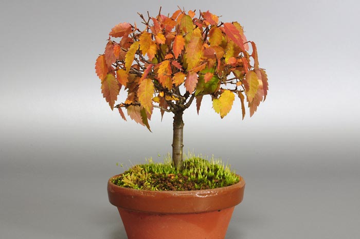 ケヤキ-A1（けやき・欅）雑木盆栽を左側から見た景色・Zelkova serrata bonsai