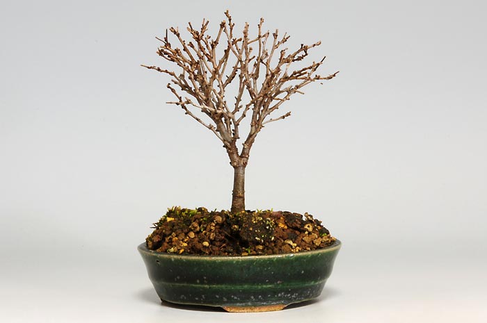ケヤキB（けやき・欅）雑木盆栽の販売と育て方・作り方・Zelkova serrata bonsai photo