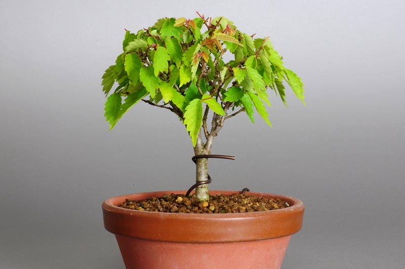 ケヤキ-B1（けやき・欅）雑木盆栽の販売と育て方・作り方・Zelkova serrata bonsai