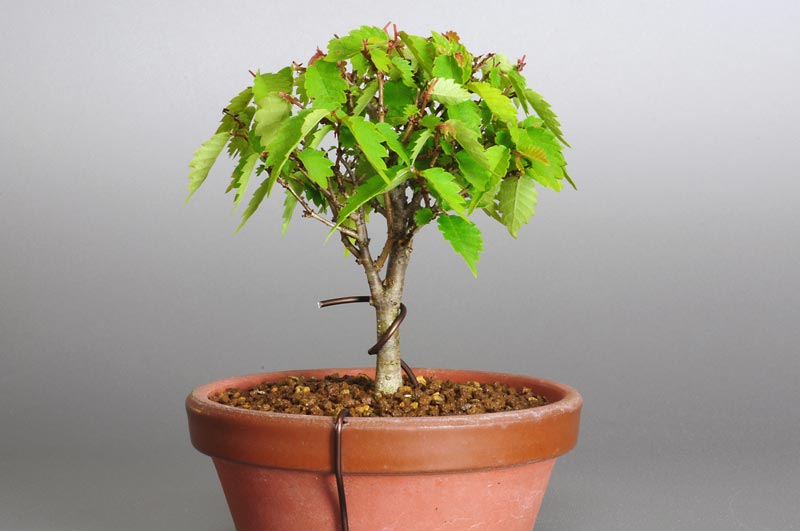 ケヤキ-B1（けやき・欅）雑木盆栽を裏側から見た景色・Zelkova serrata bonsai