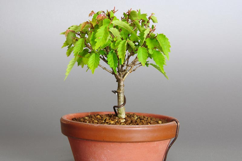 ケヤキ-B1（けやき・欅）雑木盆栽を右側から見た景色・Zelkova serrata bonsai