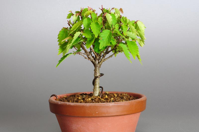 ケヤキ-B1（けやき・欅）雑木盆栽を左側から見た景色・Zelkova serrata bonsai