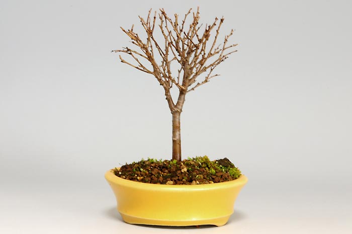 ケヤキC-1（けやき・欅）雑木盆栽を裏側から見た景色・Zelkova serrata bonsai