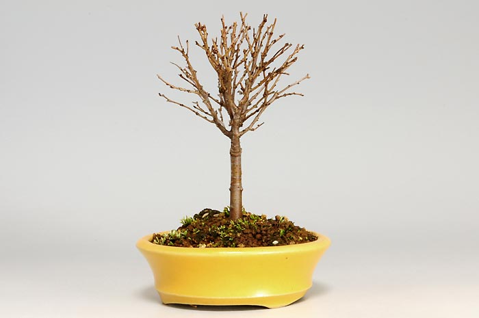 ケヤキC-1（けやき・欅）雑木盆栽を右側から見た景色・Zelkova serrata bonsai