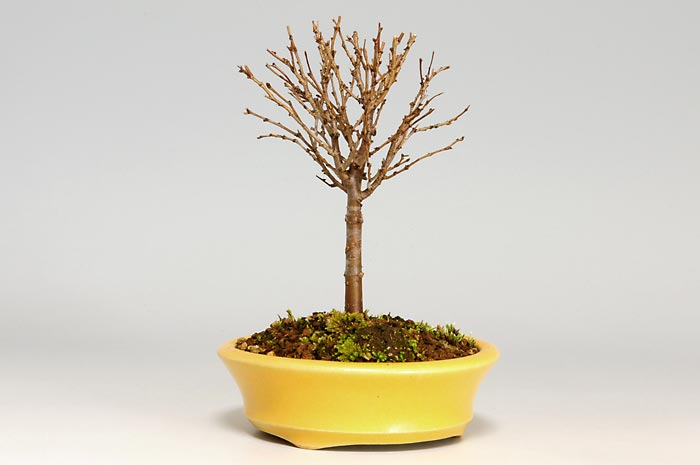 ケヤキC-1（けやき・欅）雑木盆栽を左側から見た景色・Zelkova serrata bonsai