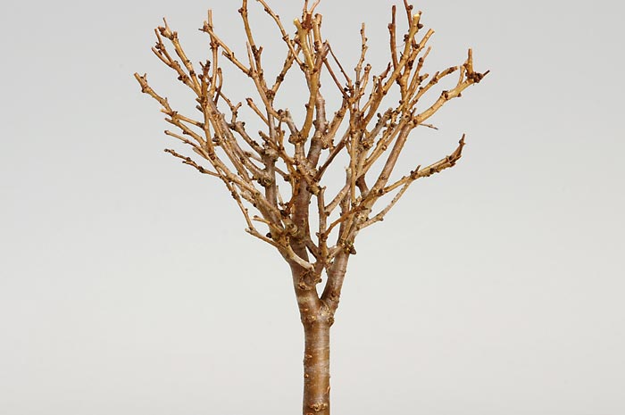 ケヤキC-1（けやき・欅）雑木盆栽を拡大して見た景色・Zelkova serrata bonsai