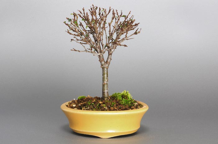 ケヤキC-2（けやき・欅）雑木盆栽の販売と育て方・作り方・Zelkova serrata bonsai