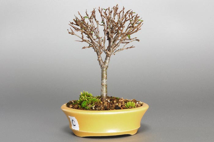 ケヤキC-2（けやき・欅）雑木盆栽を裏側から見た景色・Zelkova serrata bonsai