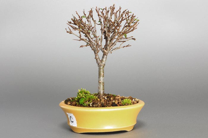 ケヤキC-2（けやき・欅）雑木盆栽を裏側から見た景色・Zelkova serrata bonsai