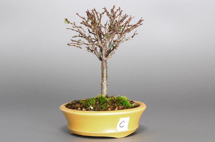 ケヤキC-2（けやき・欅）雑木盆栽を右側から見た景色・Zelkova serrata bonsai