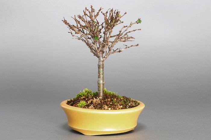 ケヤキC-2（けやき・欅）雑木盆栽を左側から見た景色・Zelkova serrata bonsai