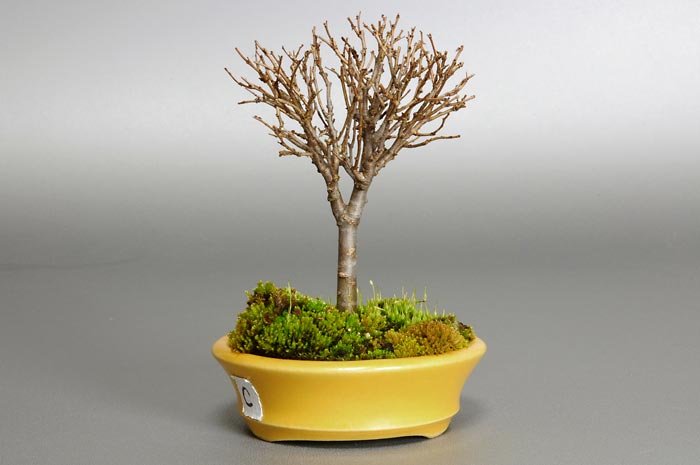 ケヤキC（けやき・欅）雑木盆栽を裏側から見た景色・Zelkova serrata bonsai