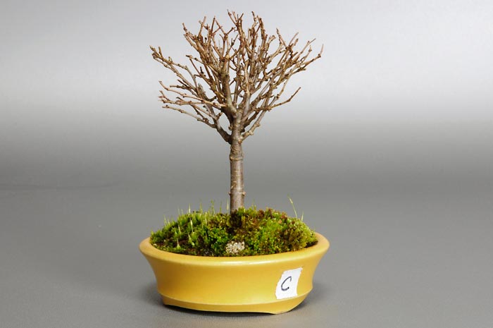 ケヤキC（けやき・欅）雑木盆栽を右側から見た景色・Zelkova serrata bonsai