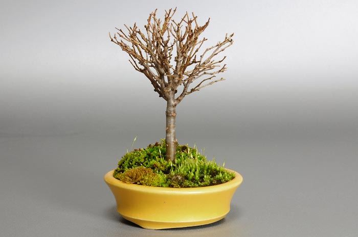 ケヤキC（けやき・欅）雑木盆栽を左側から見た景色・Zelkova serrata bonsai